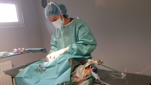 Dr Mathon réalisant une ovariectomie