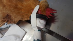 Anesthésie gazeuse d’une poule pour une suture suite à une morsure de chien