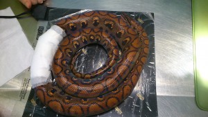 Suture d’un serpent par le Dr Dommanget