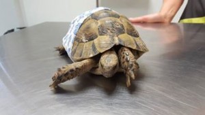 pansement sur une tortue
