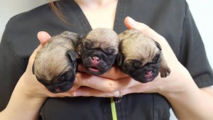 3 chiots sharpeis venant de naître par césarienne