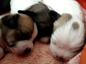 Jeunes chiots chihuahuas de 15 jours venus pour une visite de bonne santé