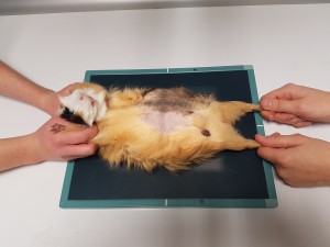 Radiographie de gestation sur une femelle cochon d’inde