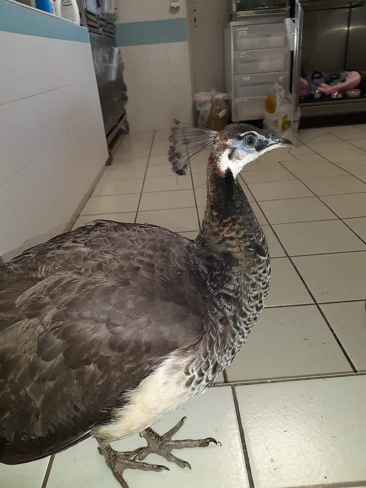 FB_IMG_1664837712764