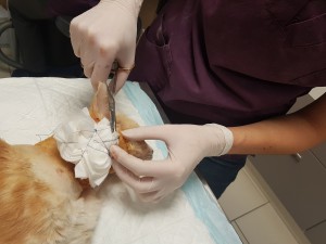 Dr Mathon réalisant un pansement corbeille sur un chat